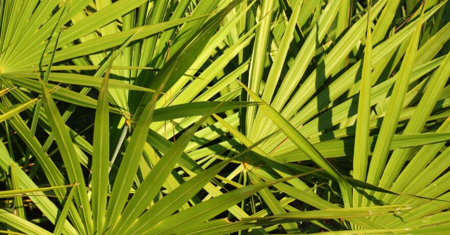 Saw Palmetto Monograph 1 Saw palmetto monograph