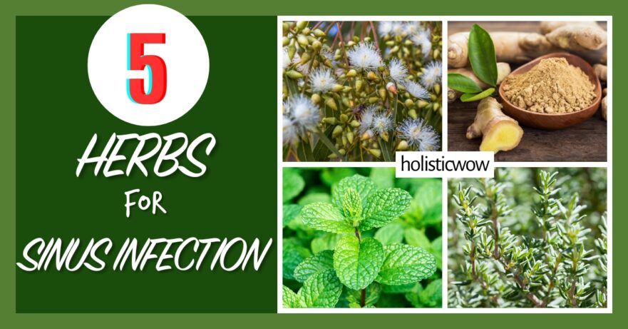 5 Time-Tested Herbs to Relieve Sinus Infection Discomfort 37 Herbs for sinus infection