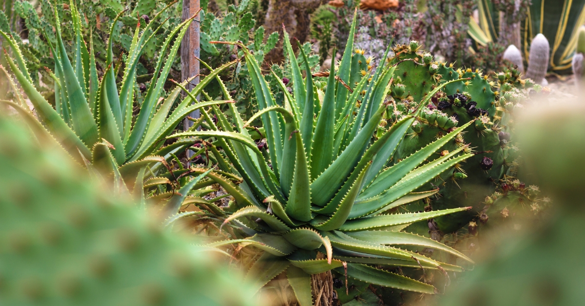 Featured image for “Aloe Vera Monograph”