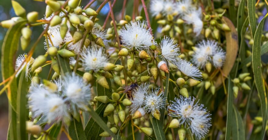 Eucalyptus Monograph 1 Eucalyptus monograph