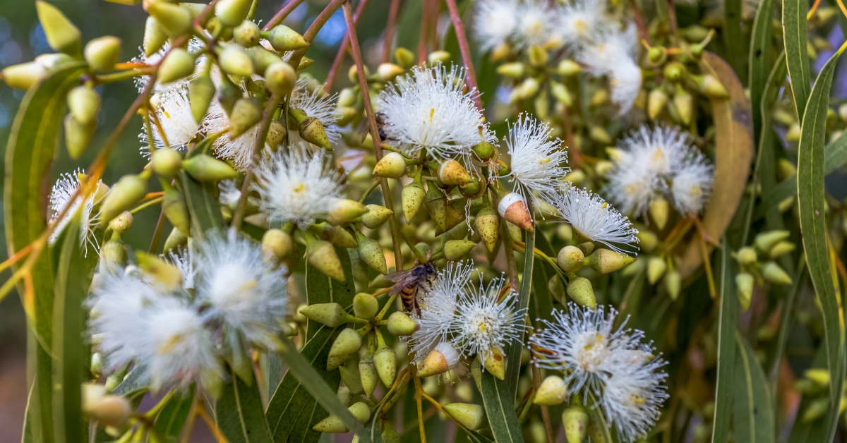 Featured image for “Eucalyptus Monograph”