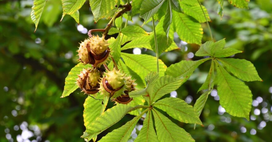 Horse Chestnut Monograph 1 Horse chestnut monograph