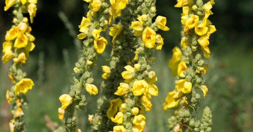 Mullein Monograph 1 Mullein monograph