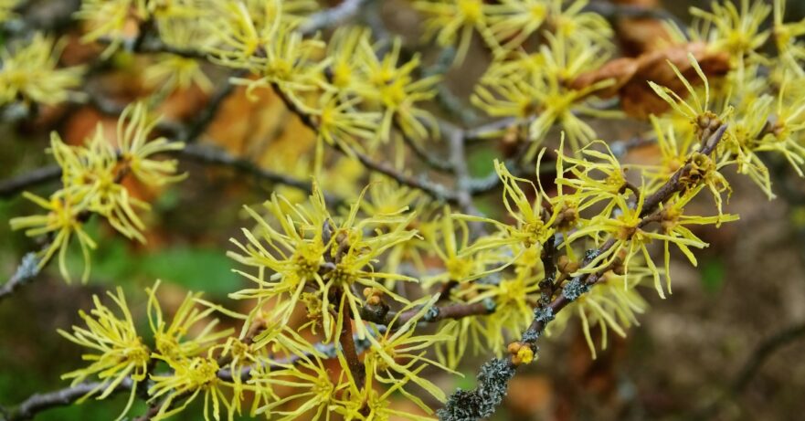 Witch Hazel Monograph 1 Witch hazel monograph