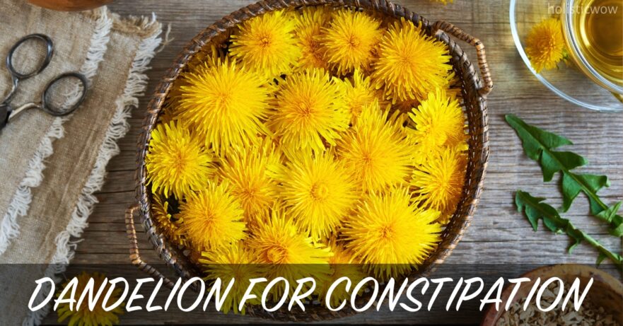 Dandelion for Constipation: Natural Relief and Benefits 21 Dandelion for constipation