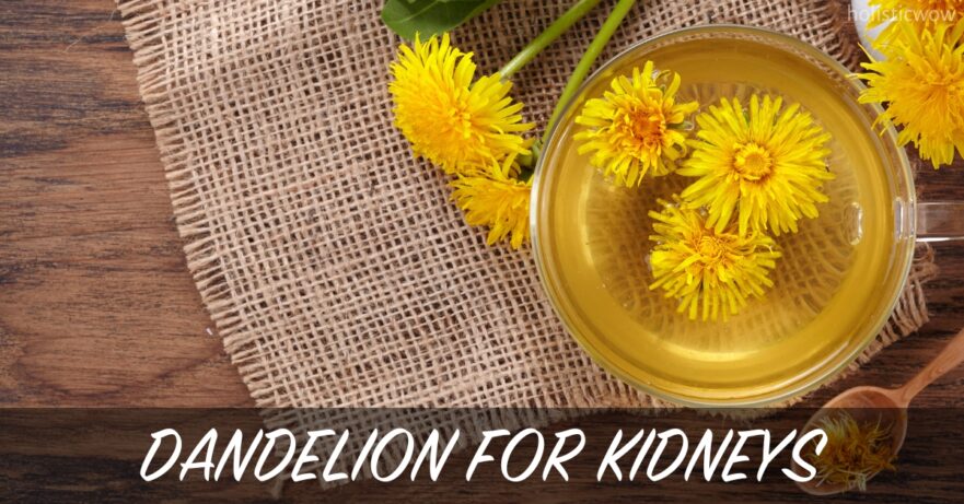 Dandelion for Kidneys: Natural Detox and Health Benefits 1 Dandelion for kidneys