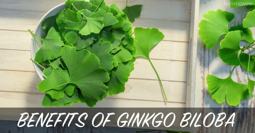 Ginkgo Biloba Benefits, Uses, and Side Effects Explained 18 Ginkgo biloba benefits