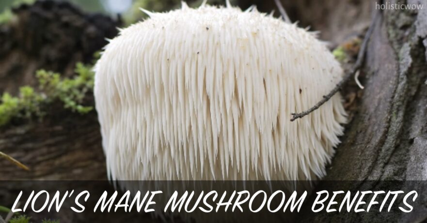 Lion’s Mane Mushroom: Benefits, Uses, and Side Effects Explained 1 Lion’s Mane mushroom benefits and uses