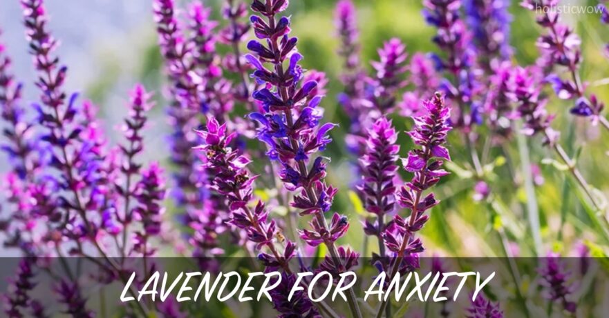 How Lavender Essential Oil Effectively Treats Anxiety 1 Lavender for anxiety