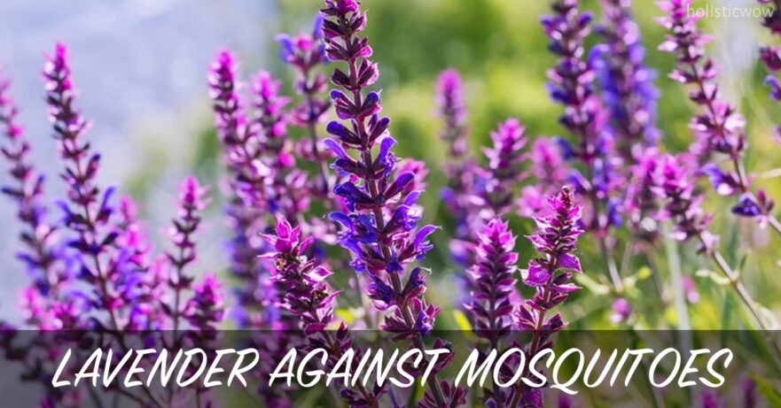 Lavender for mosquito
