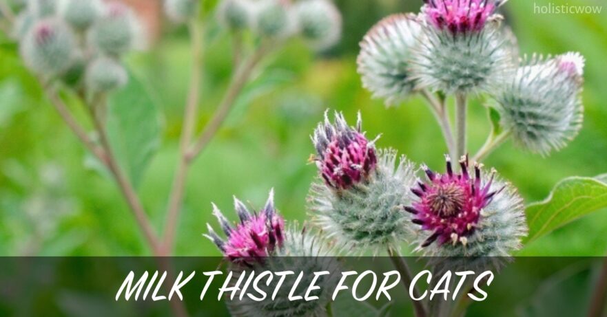 Milk Thistle for Cats: Natural Liver Support Supplement 39 Milk thistle for cats