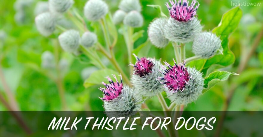 Milk thistle for dogs