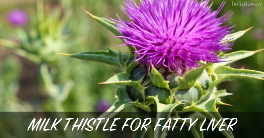 Milk thistle for fatty liver