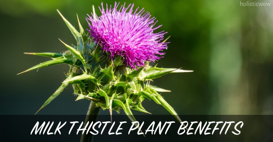 Milk Thistle Plant Benefits, Uses and Side Effects 1 Milk thistle plant benefits