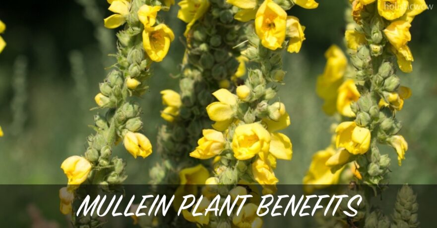 Mullein Plant Benefits, Uses and Side Effects 6 Mullein plant benefits